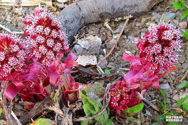 Pink Butterbur Medicinal Properties