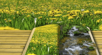 Dandelion Herb: Health Benefits and Contraindications