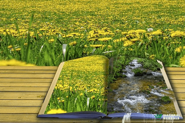 Dandelion Field Book