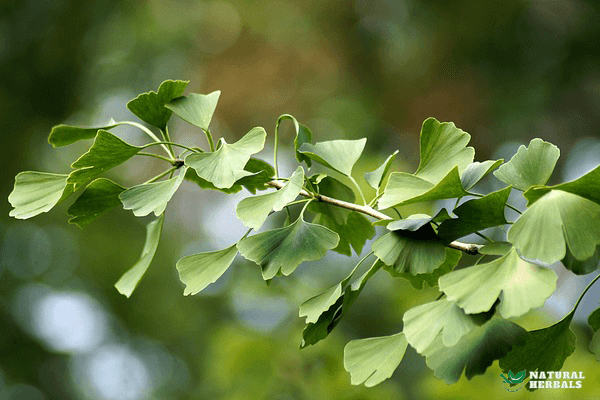 Ginkgo biloba leaves