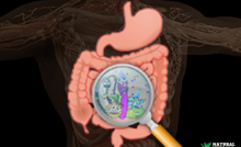 Human gut