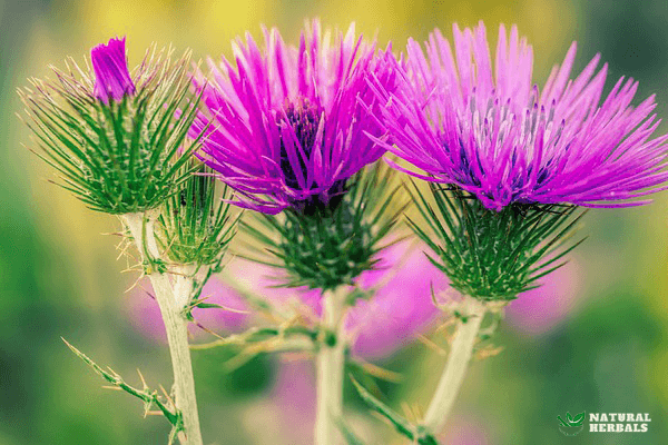 Milk thistle flower