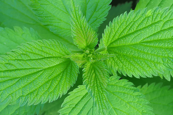 Nettle Herb