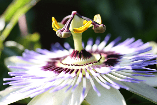 passiflora