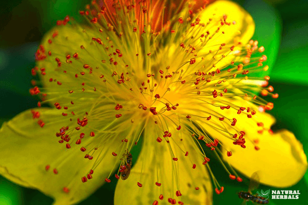 St. John's Wort Flower