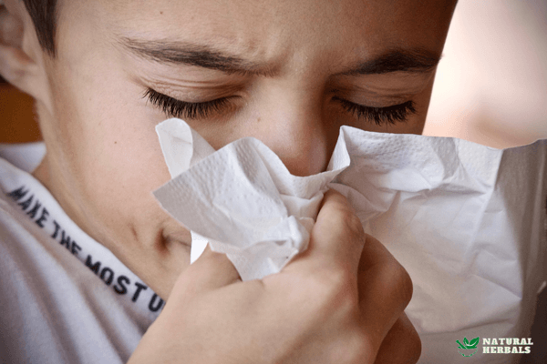 Natural Hay Fever Relief