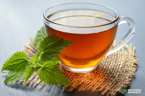 Nettle Tea