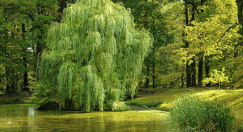 Willow Bark: Health Benefits, Uses and Side Effects
