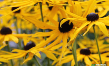arnica montana flower